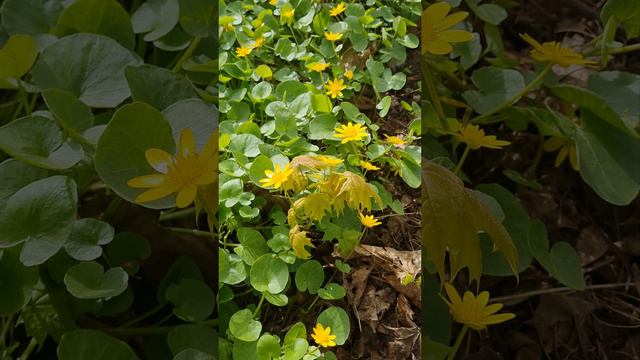 Чистяк и клён