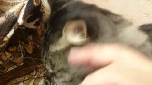 Мой лохматый кот. смотреть онлайн