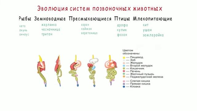ЭВОЛЮЦИЯ СИСТЕМ ПОЗВОНОЧНЫХ ЖИВОТНЫХ | БИОЛОГИЯ смотреть онлайн