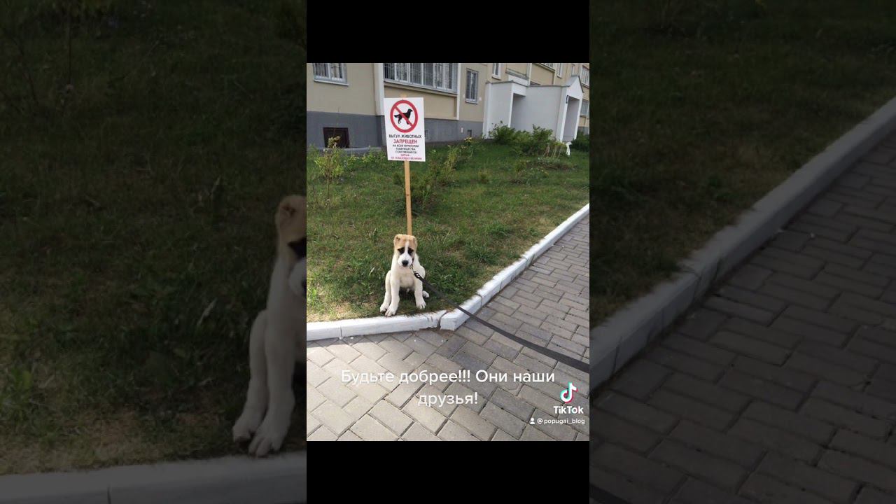 Давайте жить дружно! Нет бессмысленной агрессии по отношению к владельцам собак и их питомцам! смотреть онлайн