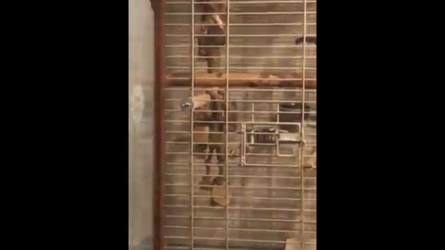 Жорусь, спать пора смотреть онлайн