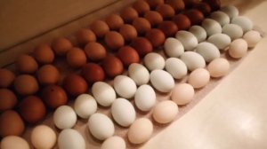 Первые цыплята, новая закладка яиц в инкубатор.