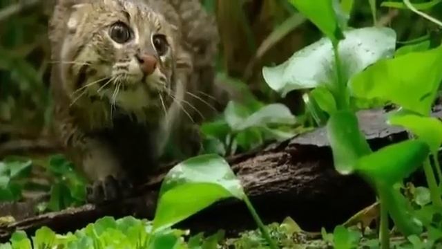 Виверровый кот - Кошка-рыболов, или крапчатая кошка смотреть онлайн
