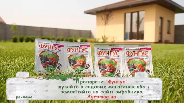 Советы консультантов для здоровых хвойников осенью! Фунгус и Мегафол смотреть онлайн