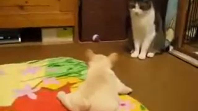 Невозмутимый кот! Щенка закусило! Оч. Смешно ))) смотреть онлайн