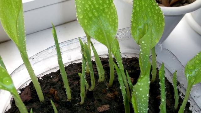 Бананы из семян смотреть онлайн