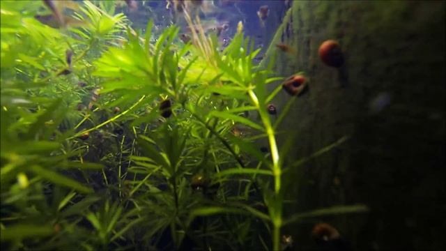 Уличные Гуппи королевства Тайланд смотреть онлайн