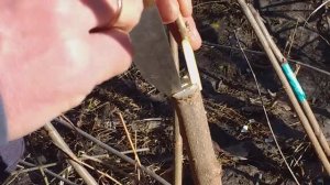 Прививка в расщеп . #весенняяпрививка