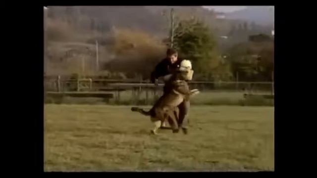 Американский питбультерьер. Лучшие породы собак.