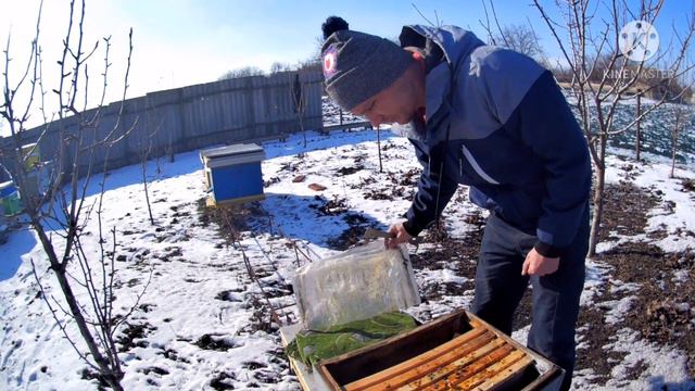 Осыпались пчелы, гибель пасек🐝🐝 Зима и морозы не отступают. смотреть онлайн