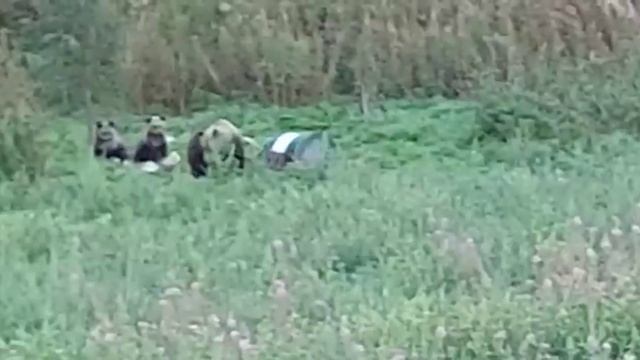 Медведица идёт на крик лосёнка! смотреть онлайн