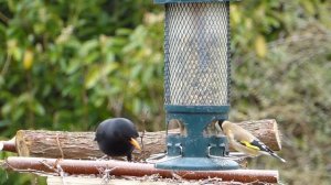 ПЕНИЕ ПТИЦ ДЛЯ КОШЕК | Реакция кота на ПЕНИЕ ЭКЗОТИЧЕСКИХ ПТИЦ