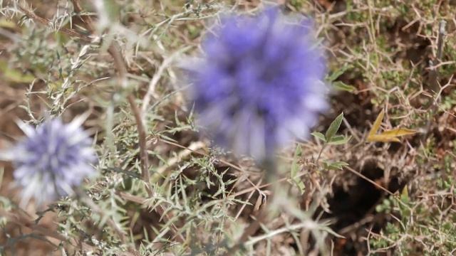 Пчеловодство для начинающих Теплые заставные 003 смотреть онлайн