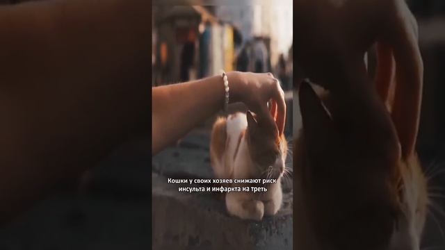 5 ПОРАЗИТЕЛЬНЫХ фактов о КОТАХ которые Вы не знали #Shorts смотреть онлайн