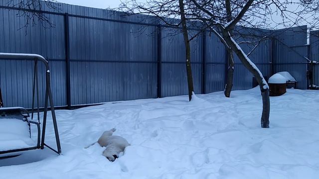 Лабрадор наслаждается чистым снегом )