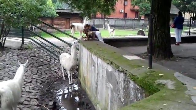 Зоопарк 25.08.12. смотреть онлайн