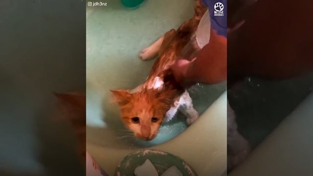 Homeless cat asks for help смотреть онлайн