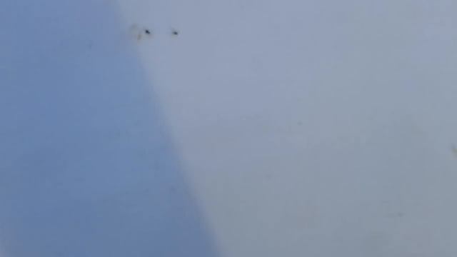 Чем очистить следы от тополиных почек.