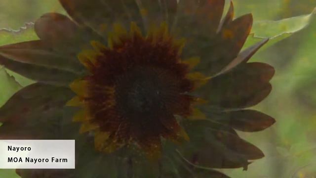 [Hokkaido Travel Nayoro] Experience the vast fields of sunflowers! смотреть онлайн