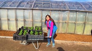 Выносим петунию в прохладную теплицу