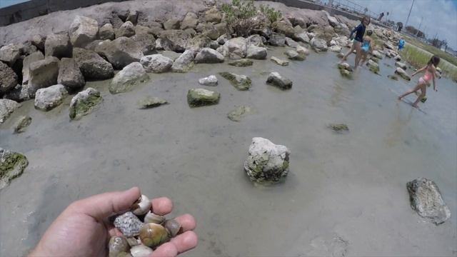 Finding Hermit Crabs On The Beach смотреть онлайн