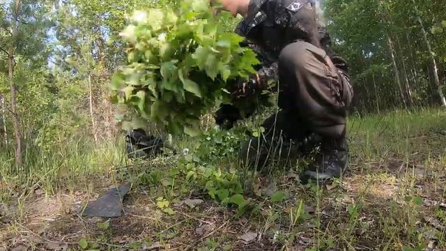 заготовка березовых веников для бани смотреть онлайн