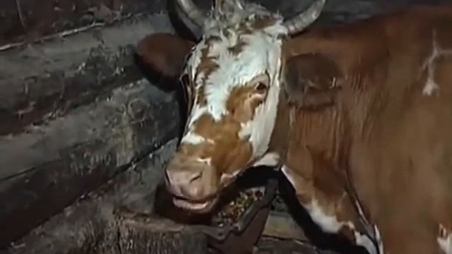 Масштаб 1:1 19.01.2018 смотреть онлайн