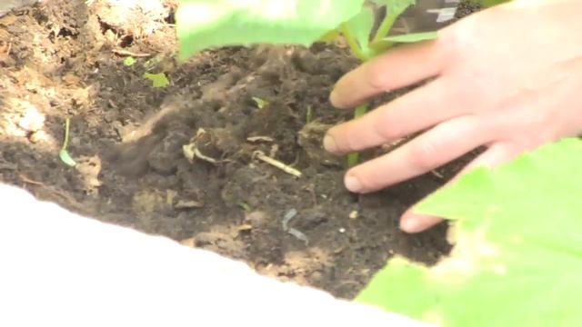 Сажаем огурцы в открытый грунт смотреть онлайн