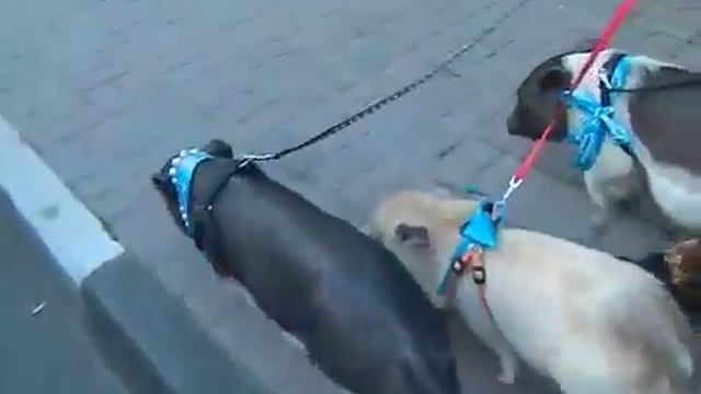 Свинка мини пиги цена в Москве, 8 (916)702 11 08 смотреть онлайн