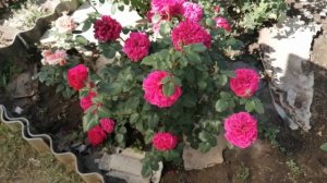 Английская роза "Фальстаф" ?