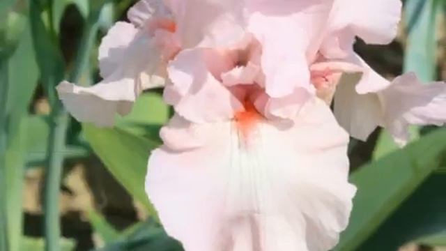 Крым. Ирисы Никитского Ботанического Сада. смотреть онлайн