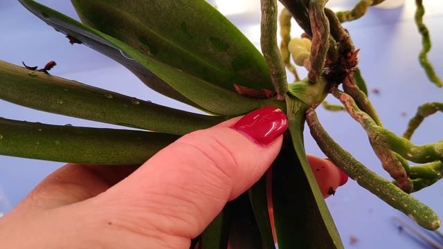 09.03.22.ОРХИДЕЯ Sogo Super пересадка в новое кашпо. смотреть онлайн