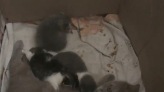 Шотландки от шотландки!!! смотреть онлайн