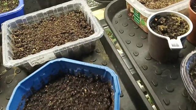 Допикировала томаты наконец-то! Цветы, рассада. смотреть онлайн