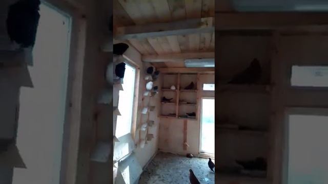 Продажа голубей в связи с переходом на другую породу, птица Александра Грунина, Пенза. т.8960326303 смотреть онлайн