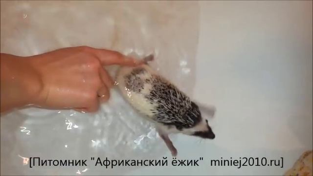 Как купать ежика