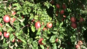 Сорт яблони Чемпион