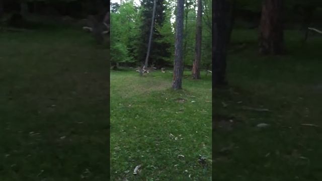 То что успел,то и накопал с металлоискателем тх-850 смотреть онлайн