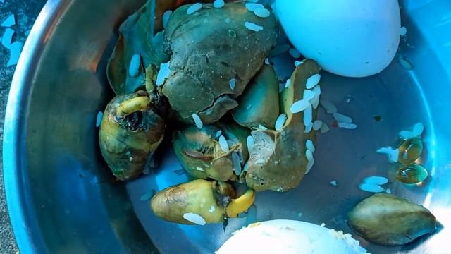 Breeding softfood & different format for my all small birds(Java, Finch, Budgies& Lovebirds) *** смотреть онлайн