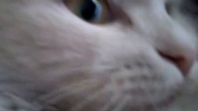 Кошкин Храп смотреть онлайн