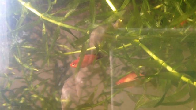 Беременная Моллинезия снежинка смотреть онлайн