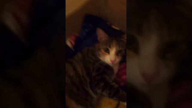 Моя кошка радуется :)