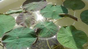 Уход и содержание Лотоса в домашних условиях. Как вырастить Лотос из семян. Часть3