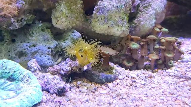 Polip kuning aka Yellow Parazoanthus Polyps смотреть онлайн