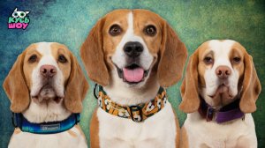 РАССЛЕДОВАНИЕ БРАТЬЕВ БИГЛЕЙ - Кусь-шоу - ДЕЛО О ПРОПАВШЕЙ СТАТУЭТКЕ