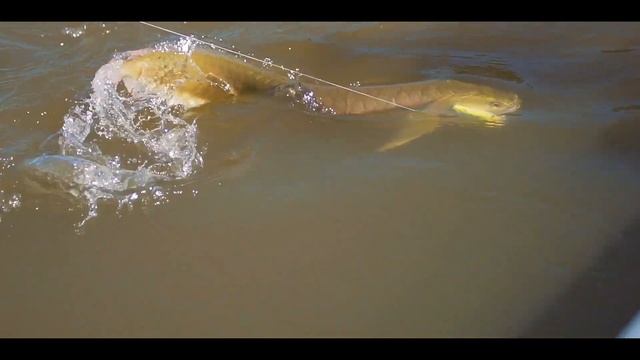 【Day 0 】Road to AMAZON FISHING MASTER! Great Amazon World Fishing Rally has started!! ｜グレアマ開始！ смотреть онлайн