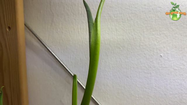 How to Grow Elephant Ear (TARO) as your Houseplant? | Colocasia Esculenta смотреть онлайн