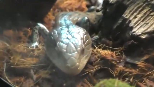 Контактный зоопарк для детей или зоопарк необычных животных1 смотреть онлайн