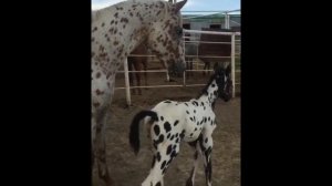 ПРИКОЛЫ С ЛОШАДЬМИ/СМЕШНЫЕ И МИЛЫЕ/JOKES WITH HORSES/FUNNY AND CUTE