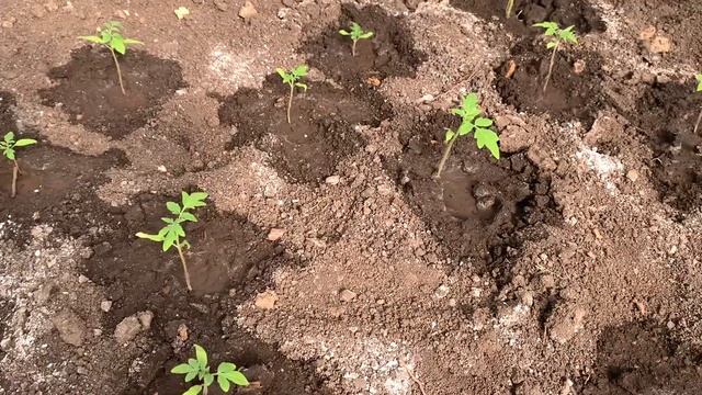 Экскурсия по нашему ОГОРОДУ | Что посадили | 10 соток в мае 27.05.2021 Сад огород. смотреть онлайн